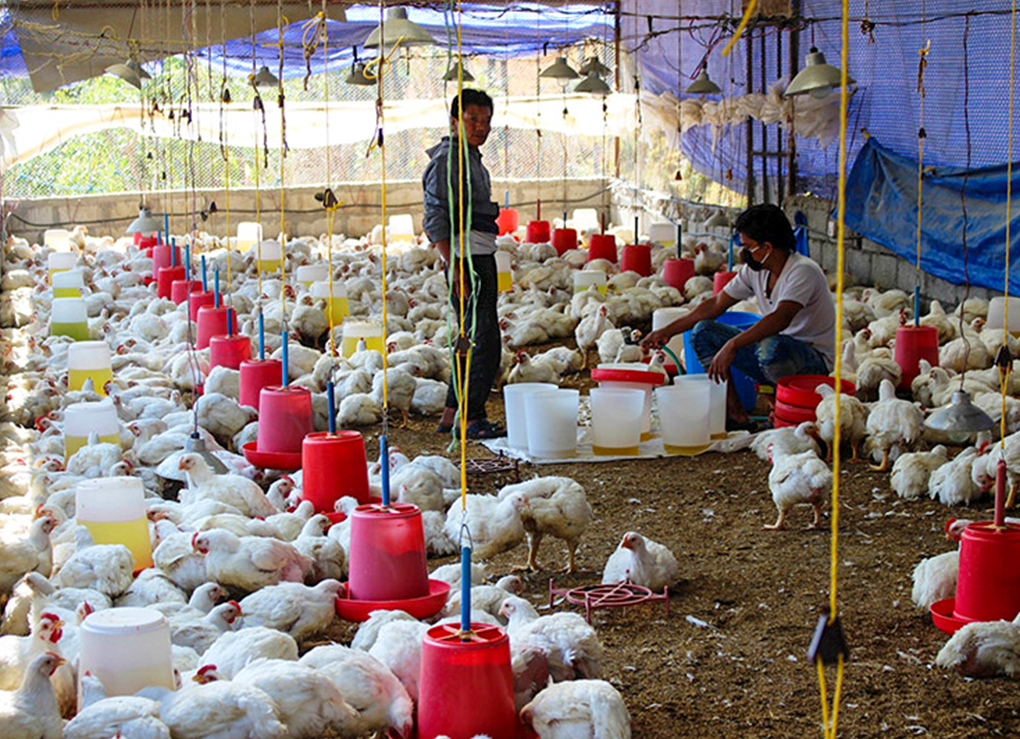 Top Provinces with Highest Poultry Farms
